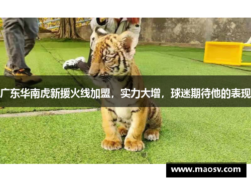 广东华南虎新援火线加盟，实力大增，球迷期待他的表现